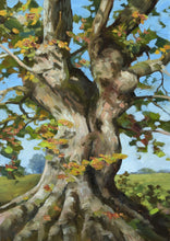 Load image into Gallery viewer, 12 x 9 inch oil painting of an ancient Oak tree, painted in a loose, impressionistic style.