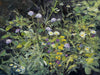 Loosely described painting of a wildflower meadow, with several mauve Field Scabious, white Oxeye Daisies, purple Knapweed and yellow Yellow Loosestrife.