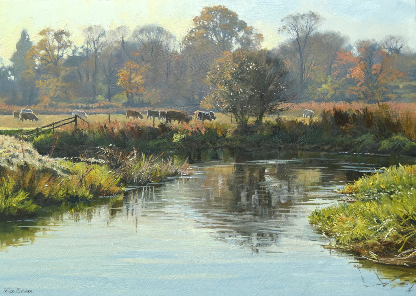 12 x 17 inch oil painting of cattle grazing in meadows at Water Newton, above a bend in the river Nene, Autumn trees reflected in the water
