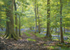 Bluebells at Barnsdale, by Peter Barker - P E T E R     B A R K E R     F I N E     A R T 