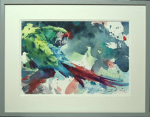 Load image into Gallery viewer, Wonderful portrait of a Military Macaw, green, blue and red feathers - not an easy-shaped bird to place on paper with its long tail, so Tom has cleverly put the body of the bird on the far left, with its head turned over its back to take the eye over to the red tail and the abstract background - masterly! Also shows the  light grey square frame moulding and a double ivory mount.
