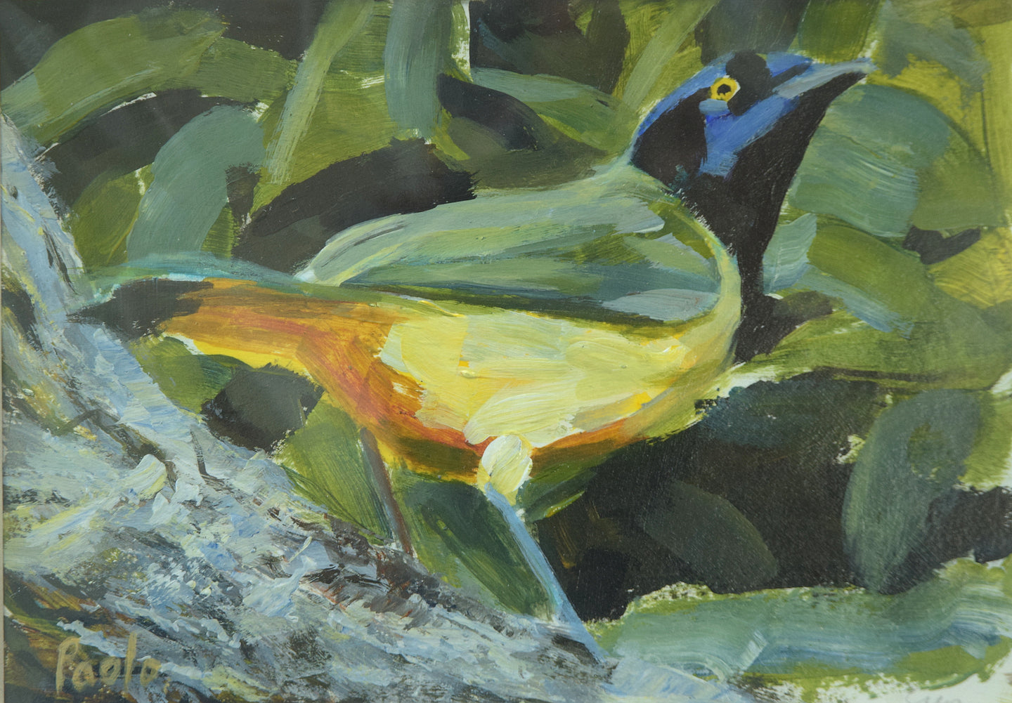 Green Jay