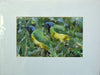 Green Jay