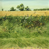 Hawkweed, Thistle and Ragwort, by John Lines RSMA