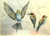 Bee Eaters by Amelie Golesworthy