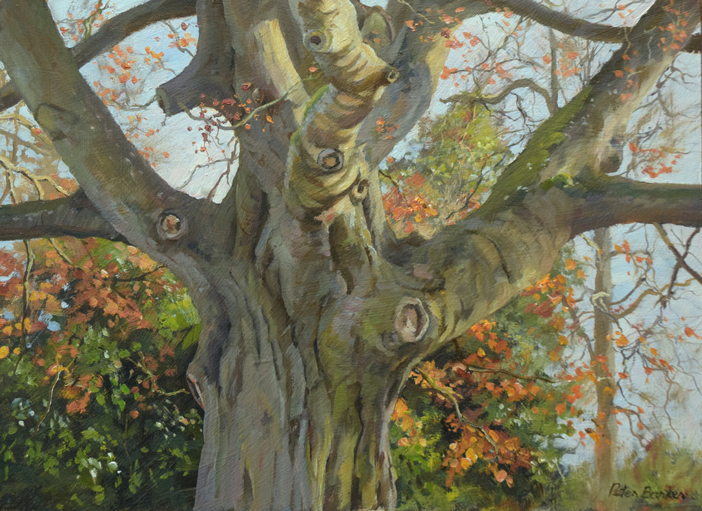 Massive Beech at Ayston, by Peter Barker RSMA - P E T E R     B A R K E R     F I N E     A R T 