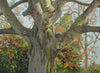 Massive Beech at Ayston, by Peter Barker RSMA - P E T E R     B A R K E R     F I N E     A R T 