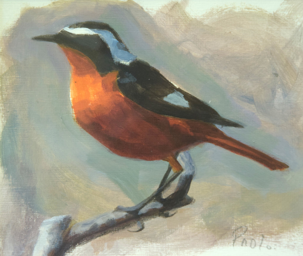 Moussiers Redstart, by Paul Powell
