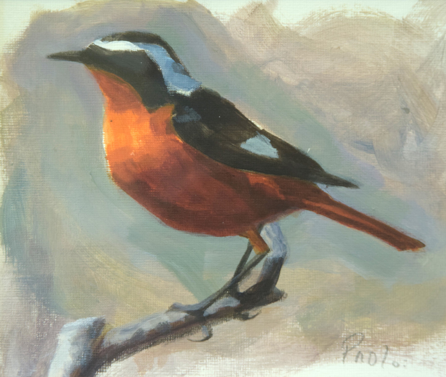 Moussiers Redstart, by Paul Powell