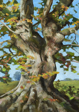 Load image into Gallery viewer, 12 x 9 inch oil painting of an ancient Oak tree, painted in a loose, impressionistic style.
