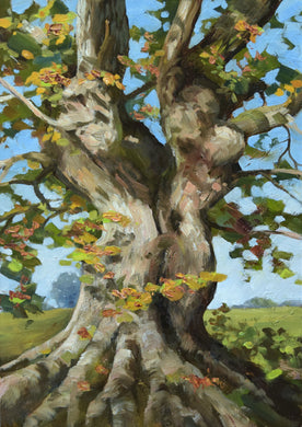 12 x 9 inch oil painting of an ancient Oak tree, painted in a loose, impressionistic style.