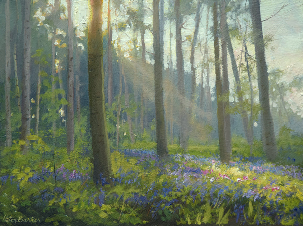 Pines and Bluebells, Barnsdale - P E T E R     B A R K E R     F I N E     A R T 