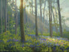 Pines and Bluebells, Barnsdale - P E T E R     B A R K E R     F I N E     A R T 