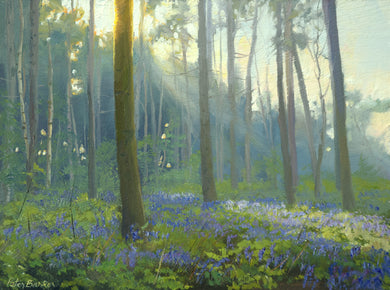 6 x 8 inch oil painting of Pine trees at Barnsdale Wood, looking straight into the sunlight, with bluebells beneath.