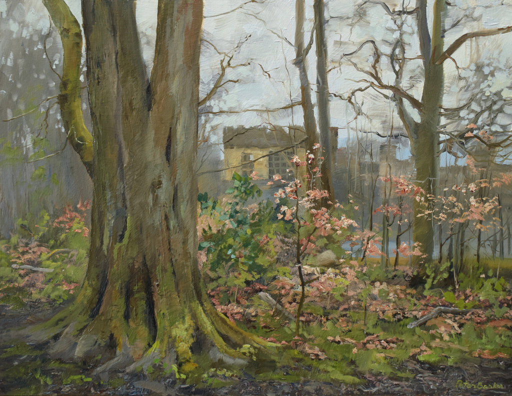 9 x 12 inch oil of a windswept, rainy day fropm the woods behind the Longshaw Estate house, with a large Sycamore tree in left foreground, with a glimpse of the building in the background. and a few Beech saplings with their last leaves from Winter providing a warm colour against the greys.