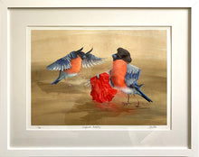 Load image into Gallery viewer, Digital painting of a pair of Bullfinches, one dressed as a Matador with a red cape, the other as a bull, in a white frame 
