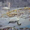 Large print on canvas of two swans on water in winter with snow on vegetation, by Peter Barker