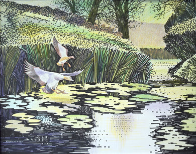 painting of ducks about to land on the River Welland at Barrowden by Keith Hensby using mixed media