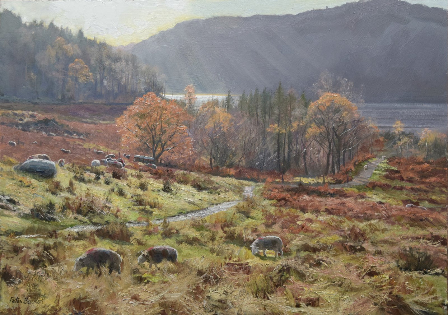 14 x 20 inch oil of a herd of Herdwick sheep on the fells by Thirlmere, looking into the sunlight, mountains in the distance blue/grey.