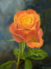 Orange Rose, by Peter Barker