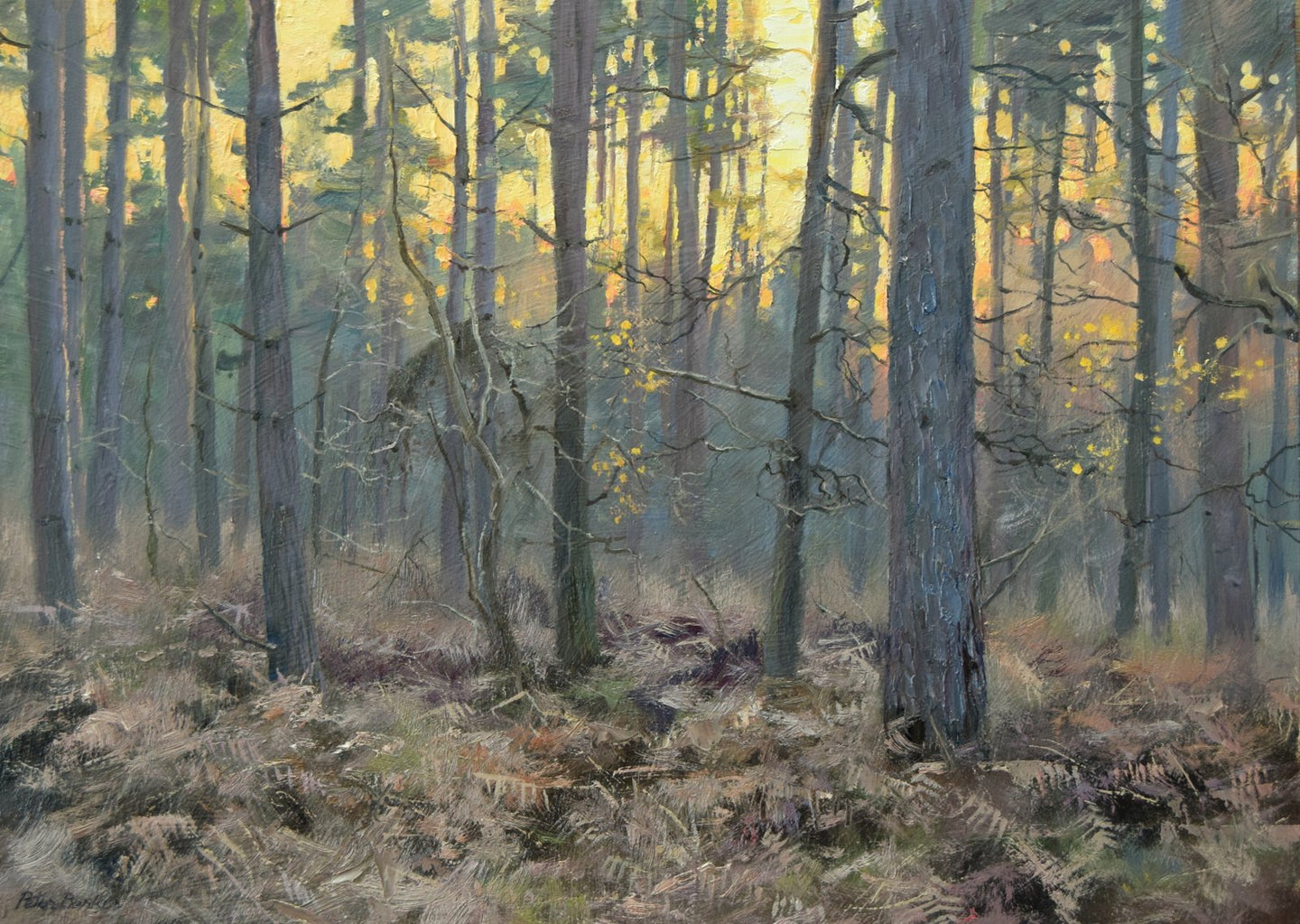 Oil painting of dusk at Wakerley Wood, with a golden sky, pines and lots of dead bracken on the woodland floor