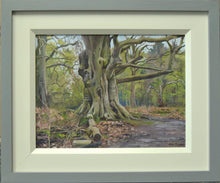 Load image into Gallery viewer, A 9 x 12 inch oil painting of a huge Beech tree in the woodland of Clumber Park near Newark, with lots of gnarled, twisting branches off an enormous trunk, path going around to the right, set in early Spring with a few bits of greenery in the background, also showing the frame with a grey outer moulding with a wide, cream inner slip.
