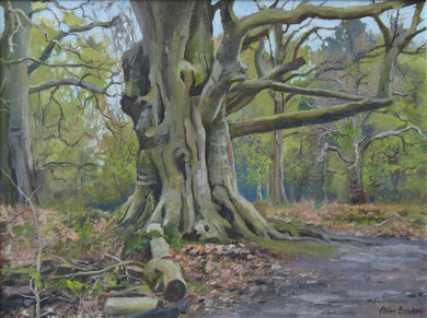 A 9 x 12 inch oil painting of a huge Beech tree in the woodland of Clumber Park near Newark, with lots of gnarled, twisting branches off an enormous trunk, path going around to the right, set in early Spring with a few bits of greenery in the background.