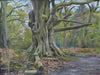A 9 x 12 inch oil painting of a huge Beech tree in the woodland of Clumber Park near Newark, with lots of gnarled, twisting branches off an enormous trunk, path going around to the right, set in early Spring with a few bits of greenery in the background.