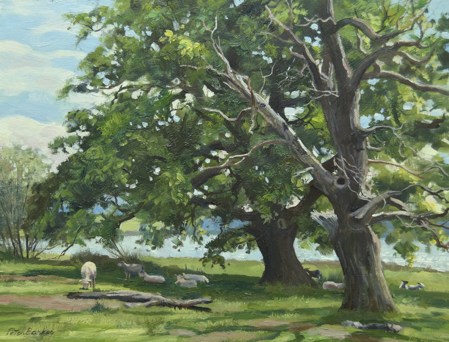 A 9 x 12 inch oil painting of a big, vigorous Oak tree next to an old, dead Oak, close to the shores of Rutland Water at Barnsdale, with a few sheep resting in the shade.