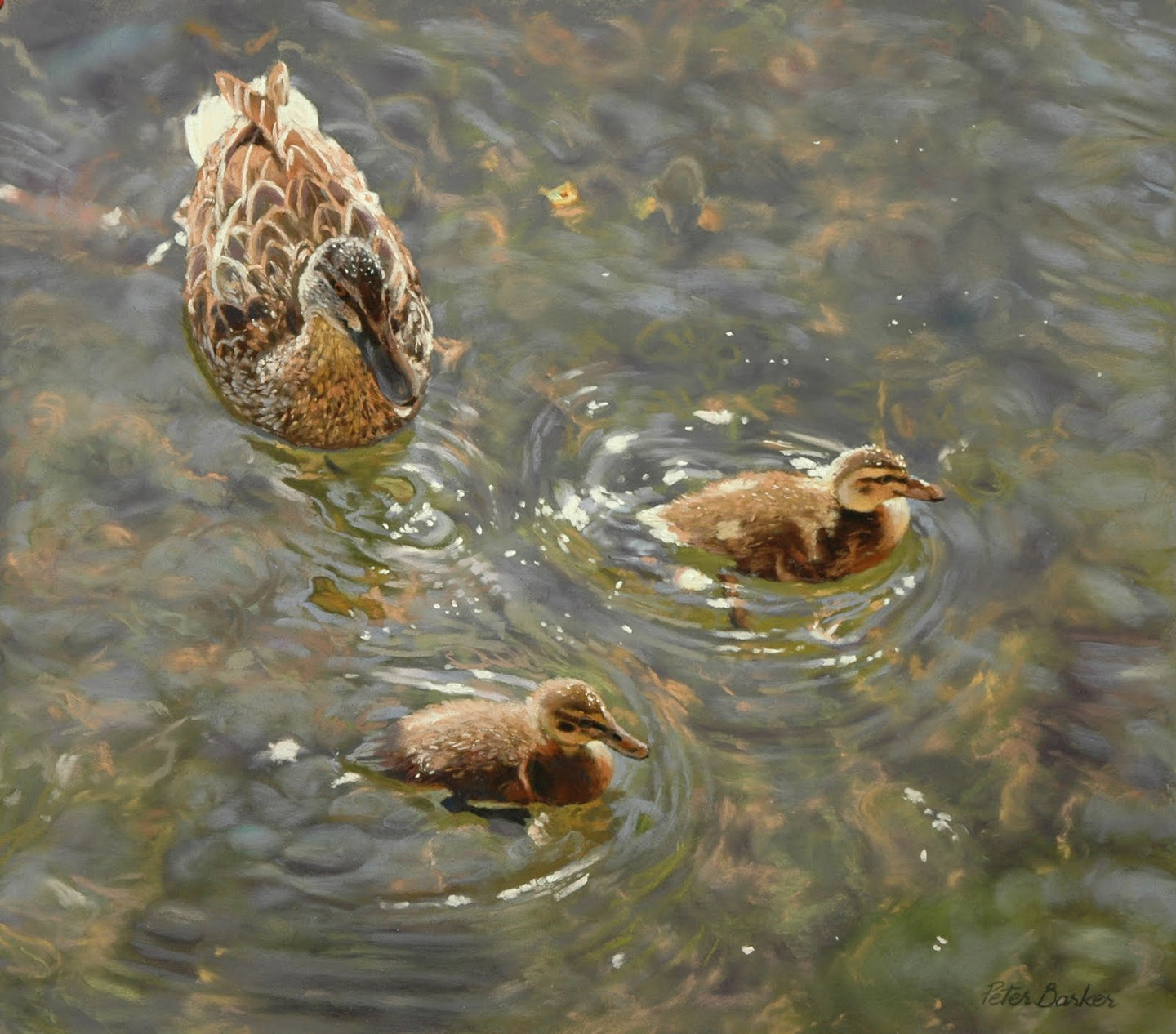 Waterproof-whizzers by Peter Barker print 