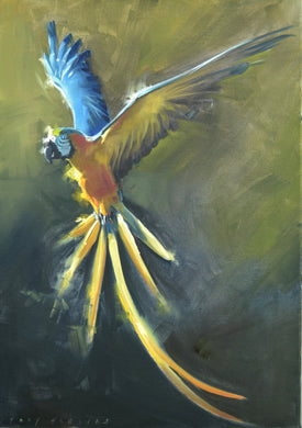 Oil painting of a Yellow Macaw in flight, with sunlight shining through the top of the head, chest and tail feathers.